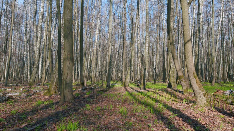 Springtime in forest in Europe. Beautiful deciduous forest in spring time. Wide shot. Static view. royalty free stock image
