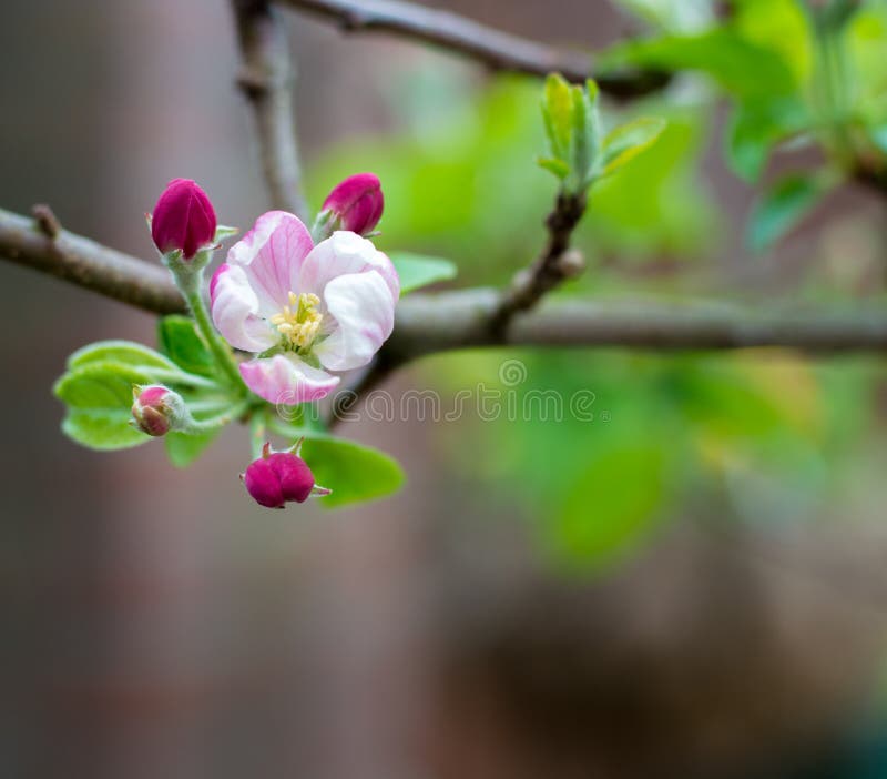 Springtime in Fruit Orchard, Apple Tree Blossom Close Up Stock Image