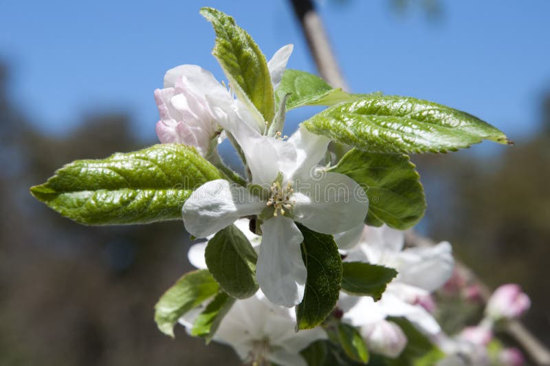 Branch of Fruit Tree with White Blossoms Stock Image Image of