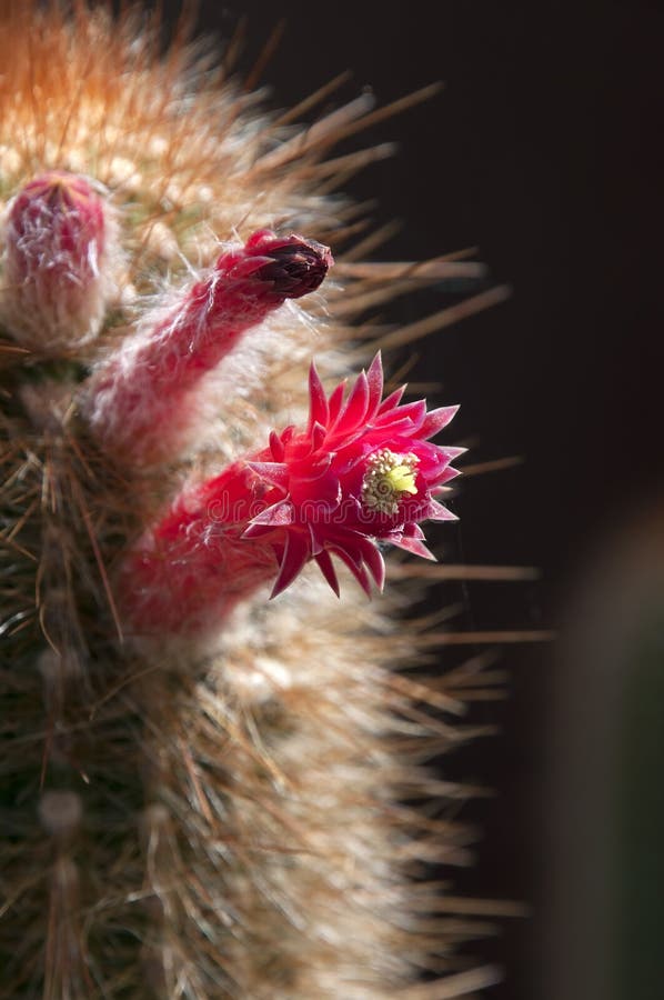 Close Up of Red Torch Cactus Flowers Stock Image - Image of grow