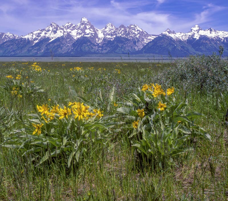 Springtime in the Grand Tetons stock photo Springtime in the Grand Tetons stock photo