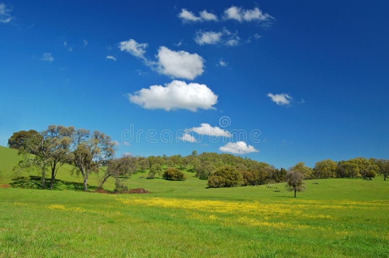 Springtime meadow