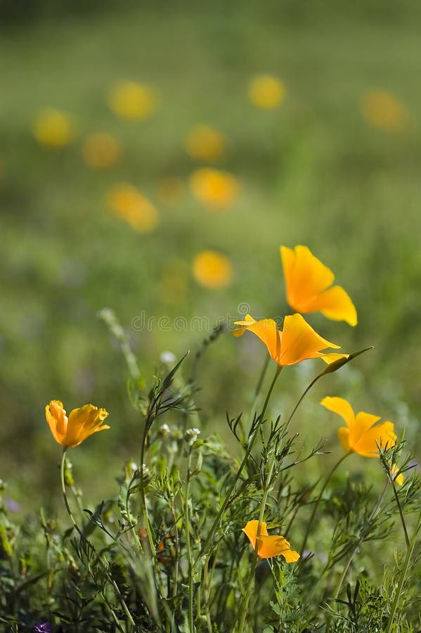 Springtime Meadow of Golden Poppies royalty free stock photography