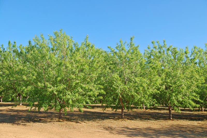 Springtime orchard