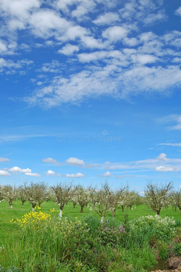 Springtime orchard