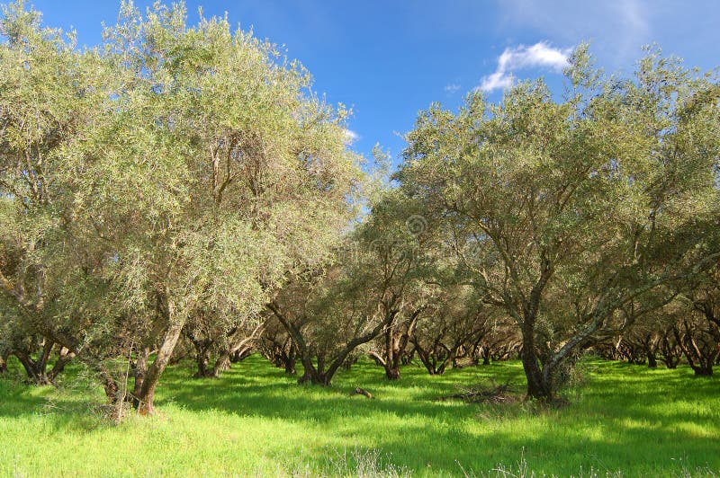 Springtime orchard