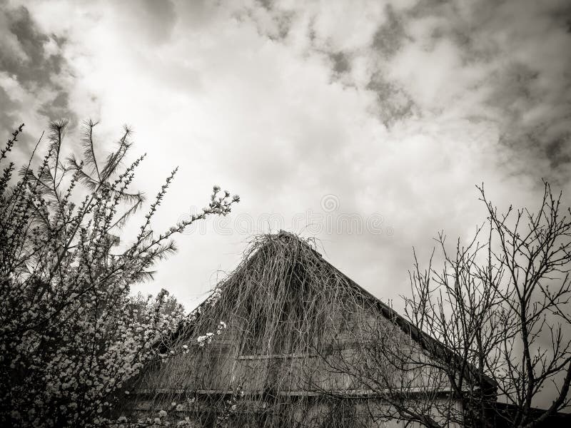 Springtime in overgrown garden royalty free stock image