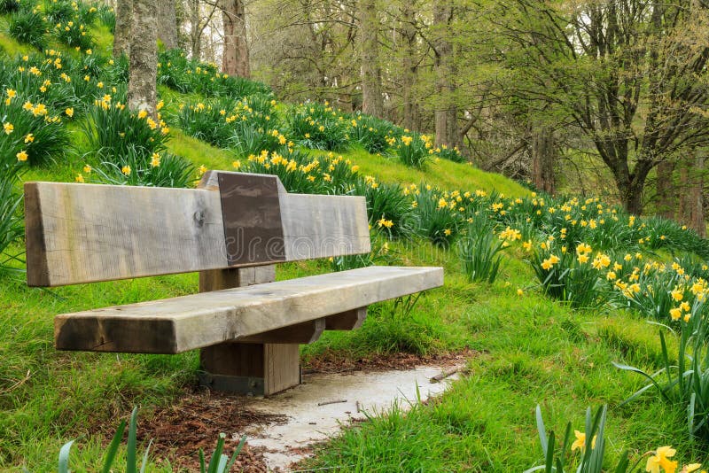 Springtime Park Bench In A Sea Of Daffodils Stock Image Image