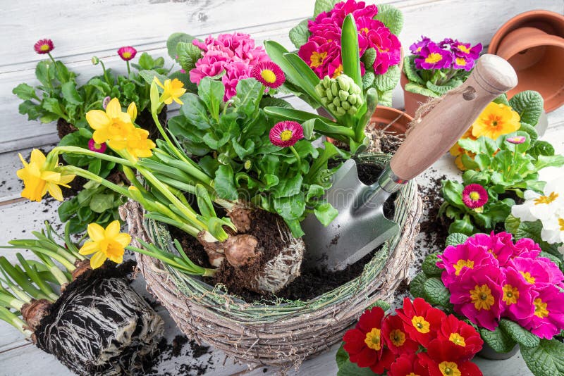 Springtime - Planting Colorful Flowers Like Primroses, Daffodils or ...