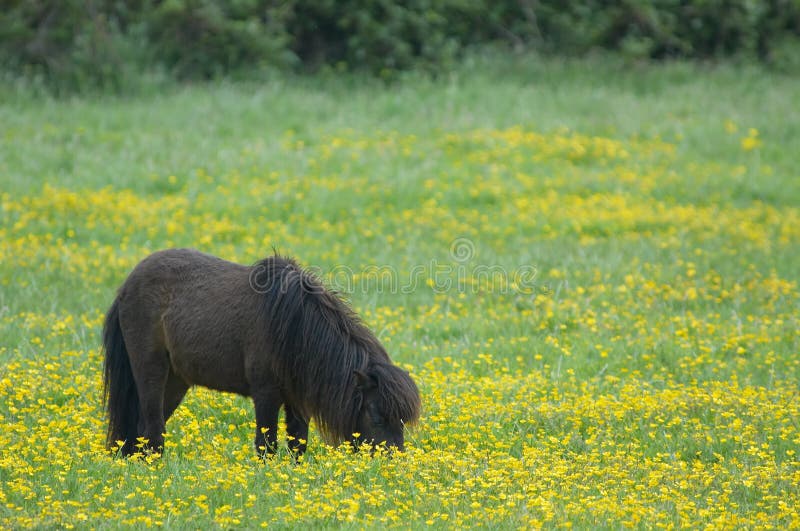 Springtime Pony