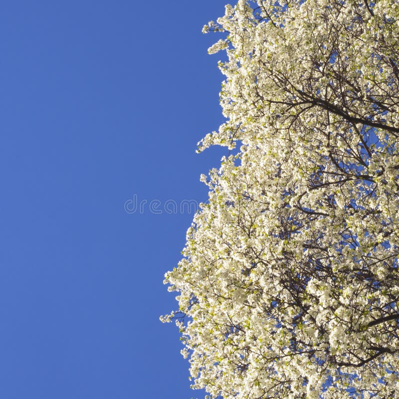 Springtime Sky Picture. Image 36375435