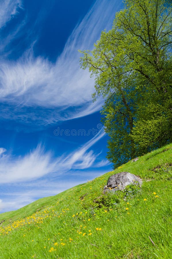 Springtime tree on the flowering meadow hillside under blue sky