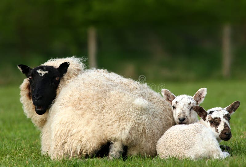 Download Springtime Trio stock image. Image of lamb, lovable, food - 458119