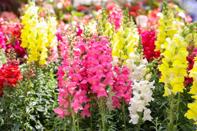 Springtime variety of beautiful Antirrhinum majus or Snapdragon flowers in pink, red, white and yellow colors in the greek garden shop. Horizontal. Daylight. Close-up
