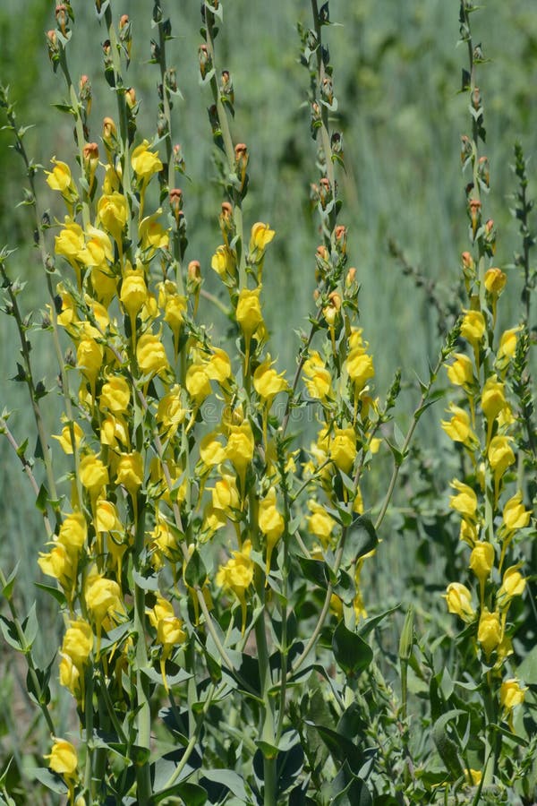 701 Toadflax Photos Free Royalty Free Stock Photos From Dreamstime