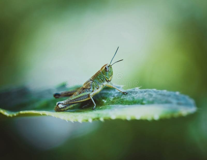 Sprinkhaan op een blad op een heldere geelgroene achtergrond op een de zomerdag Sluit omhoog macro, zijaanzicht ( royalty-vrije stock foto Sprinkhaan op een blad op een heldere geelgroene achtergrond op een de zomerdag Sluit omhoog macro, zijaanzicht ( royalty-vrije stock foto