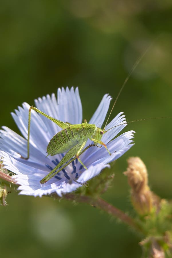 Sprinkhaan op een bloem van Cichorium Intybus stock foto Sprinkhaan op een bloem van Cichorium Intybus stock foto