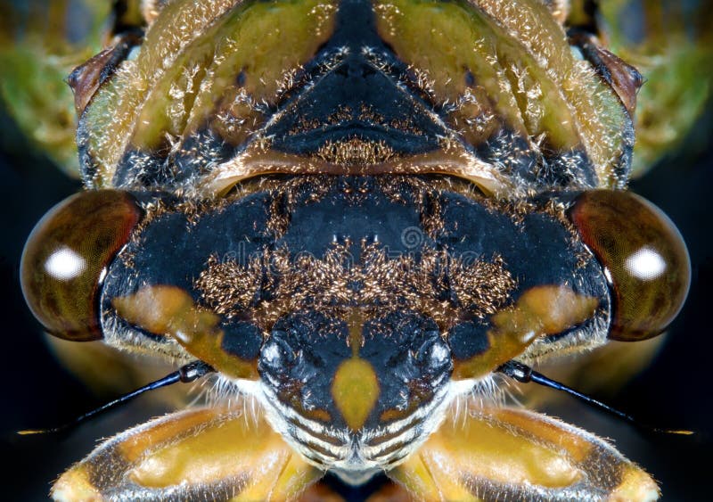 Close-up Macro Cicade royalty-vrije stock foto's