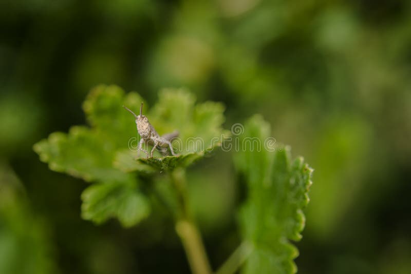 Sprinkhanenzitting op groene kruisbesstruik royalty-vrije stock fotografie Sprinkhanenzitting op groene kruisbesstruik royalty-vrije stock fotografie