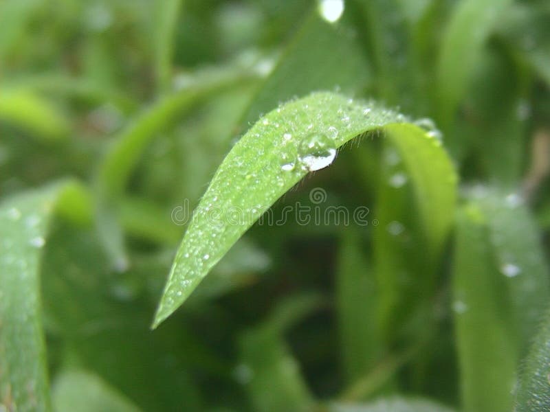 Sprinkled Grass Leaf