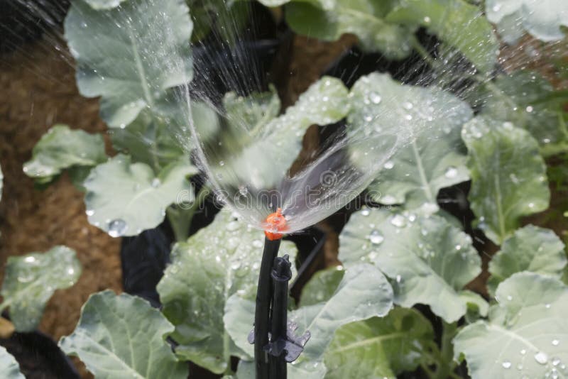 Dettagliato spruzzatore irrigazione verdura giardino.