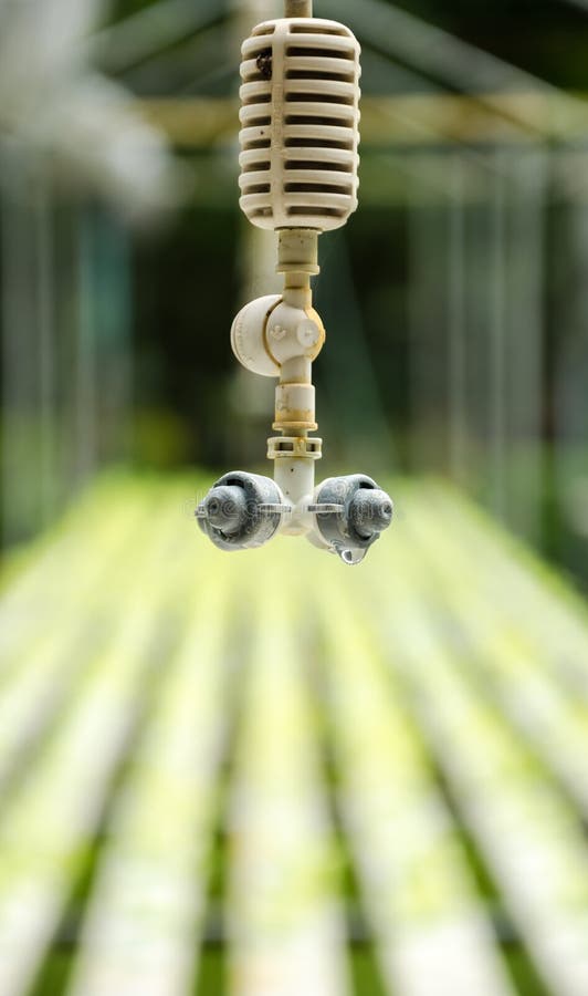 Sprinkler in an Organic Garden. Stock Photo Image of green, exuberant