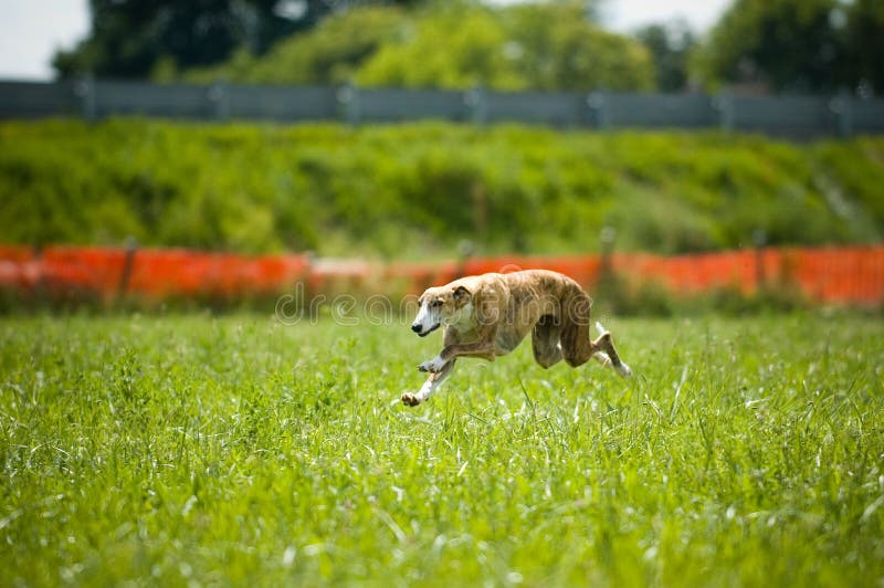 A beautiful greyhound sprinting in the country. A beautiful greyhound sprinting in the country