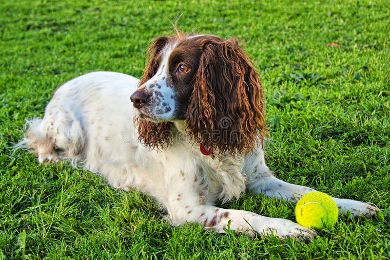 sprocker spaniel dog