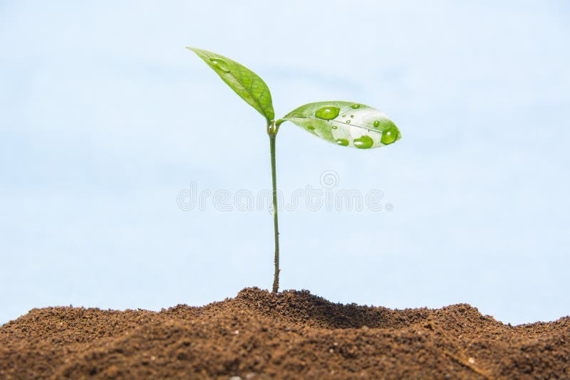 sprout στοκ εικόνα sprout στοκ εικόνα