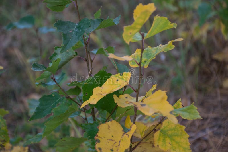 Sprout Aspen Tree on the Background of the Ground in the Forest Stock