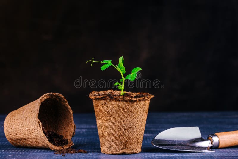 A sprout of a bean plant in a pot. Seedling peat pots, shovel. Gardening theme. Dark background, copy space