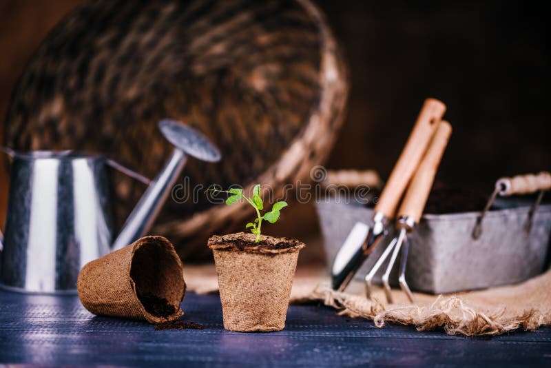 A sprout of a bean plant in a pot. Seedling peat pots, shovel. watering can, garden tools. Gardening theme. Dark background, copy space
