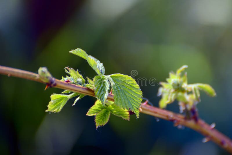 Blackberry sprout stock image. Image of object, shoot 48182057