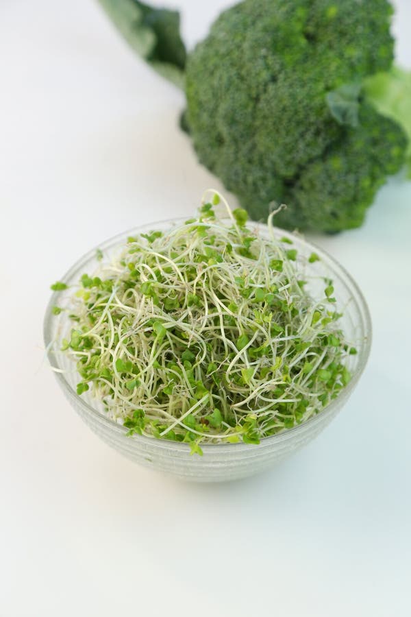 Sprout of the broccoli stock image. Image of natural 116769129