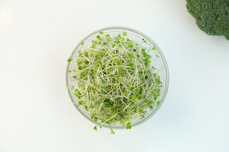 Sprout of the broccoli stock photo. Image of healthy 116769132