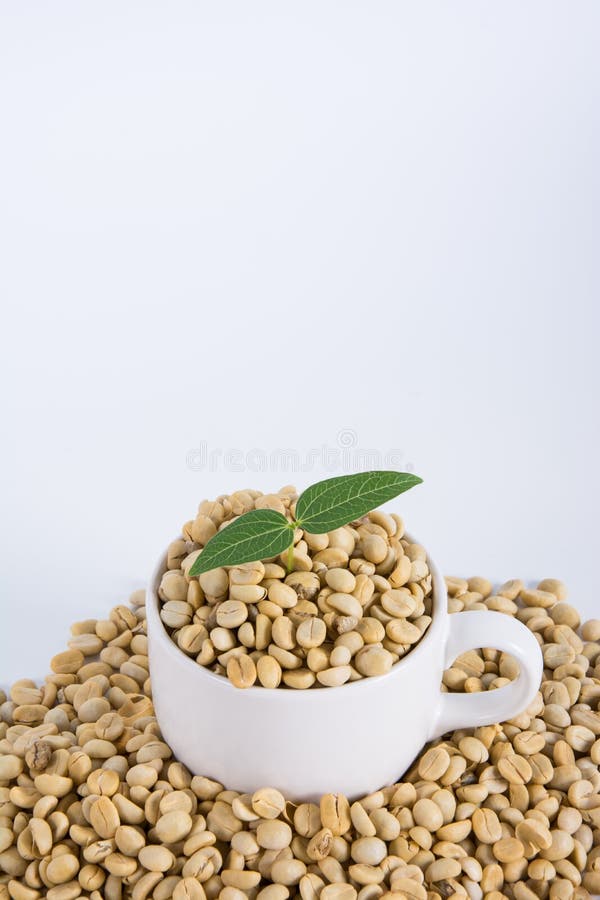 Sprout Coffee Tree with Coffee Beans Stock Photo Image of crop