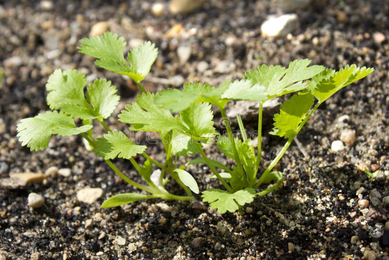 Coriander Sprout On Vegetable Plots Stock Photo Image of fresh