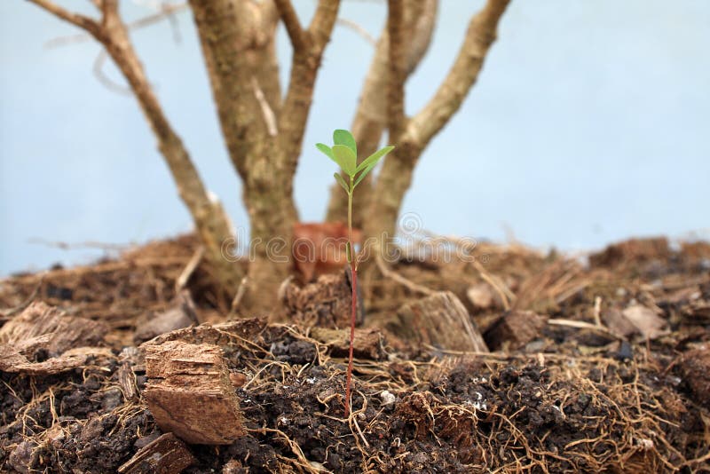 Sprout stock image. Image of nature, flowering, natural 45115893