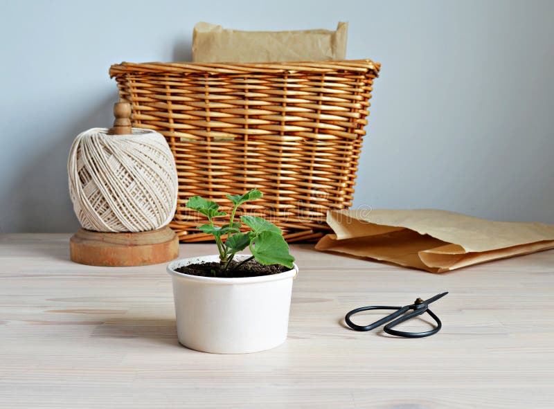 Sprout di fabbrica di pelargonio, sacchi di carta kraft, forbici di acciaio nero, bobine di legno di corda e cestello di rattan immagine stock Sprout di fabbrica di pelargonio, sacchi di carta kraft, forbici di acciaio nero, bobine di legno di corda e cestello di rattan immagine stock