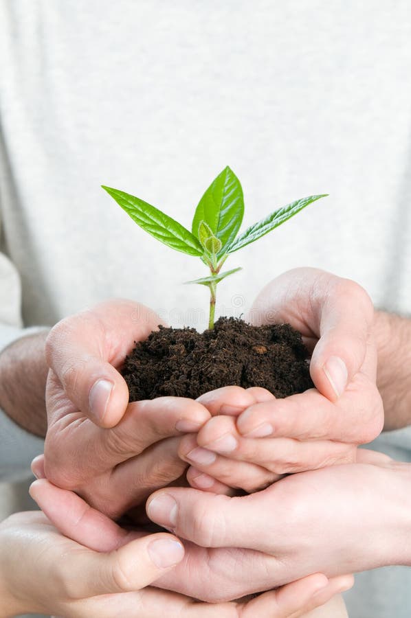 Group of hands holding a fresh green sprout, symbol of growing business, environmental conservation and bank savings. Group of hands holding a fresh green sprout, symbol of growing business, environmental conservation and bank savings.