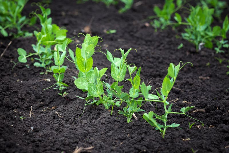 Sprout at the garden stock image. Image of small, farm 93765437