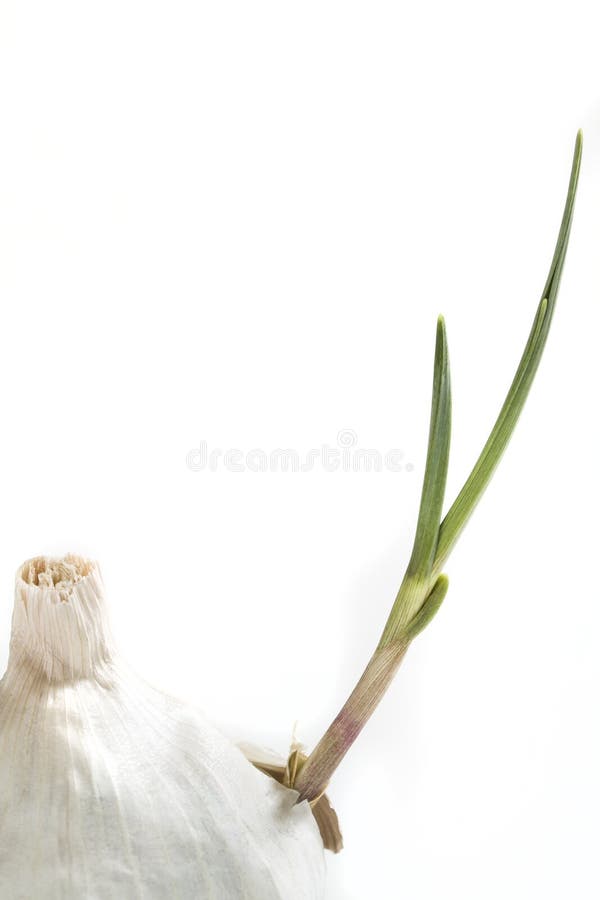 Sprout of Garlic Growing of Off a Full Clove Stock Photo Image of