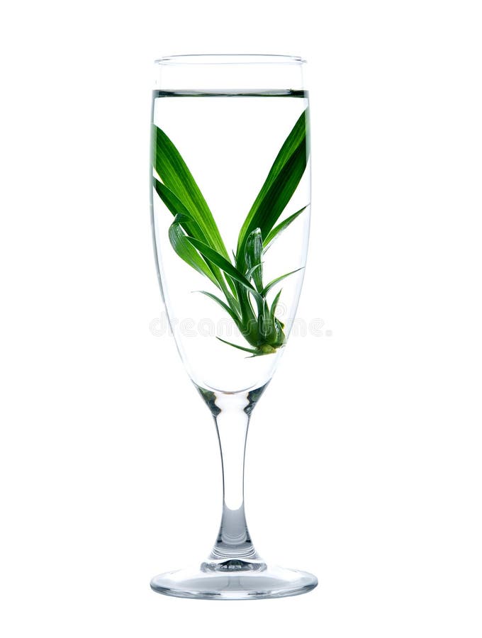 Sprout in glass