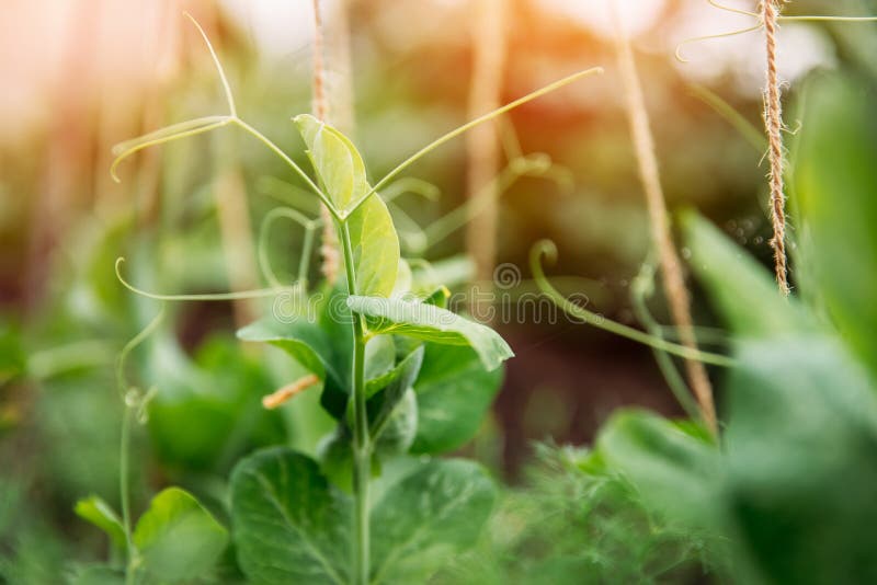 Sprout green peas in garden sunlight. Agriculture concept.