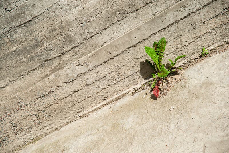 Weed Growing Crack Stock Images - Download 357 Royalty Free Photos