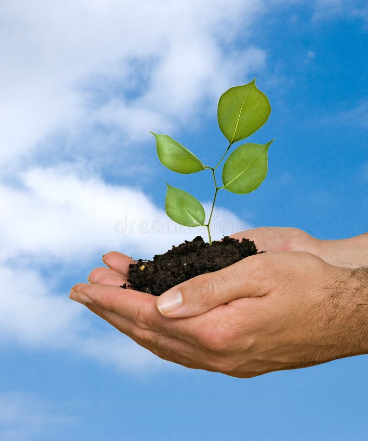 A sprout in hands