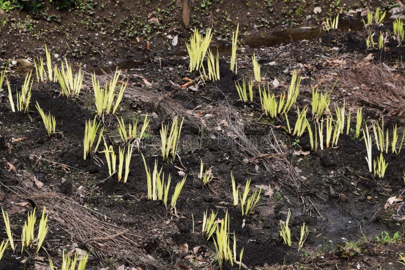 Iris Sprout with Water Drops Stock Image Image of season, green 39074333