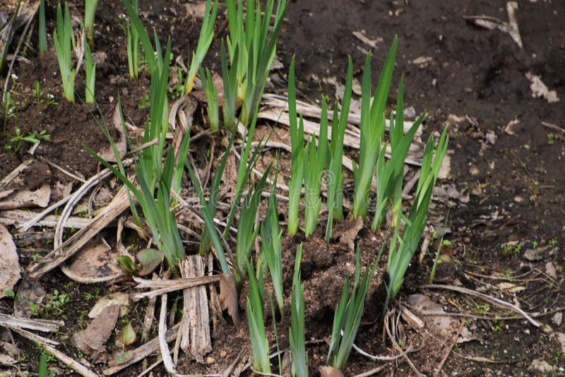Sprout of irises stock image. Image of plant, landscape 113333021
