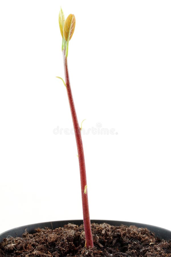 Cilantro Seed Germination Isolated on White in Different Stages Stock