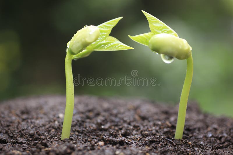 Sprout of kidney beans stock photo